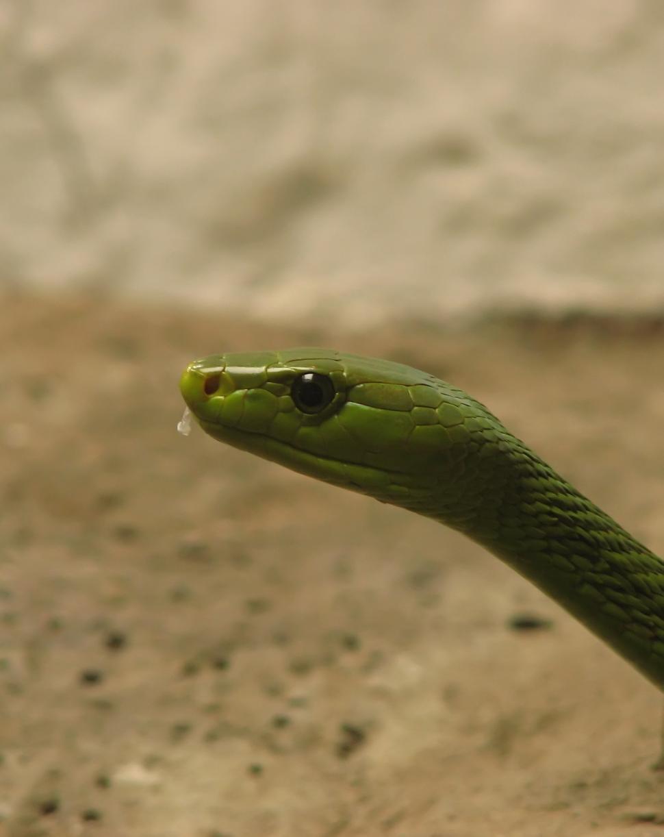Free Image of Green Snake 
