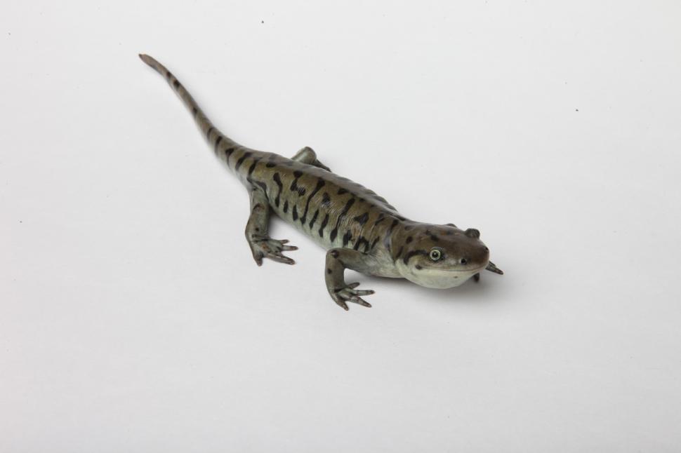 Free Image of Tiger Salamander 