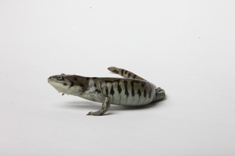 Free Image of Tiger Salamander 