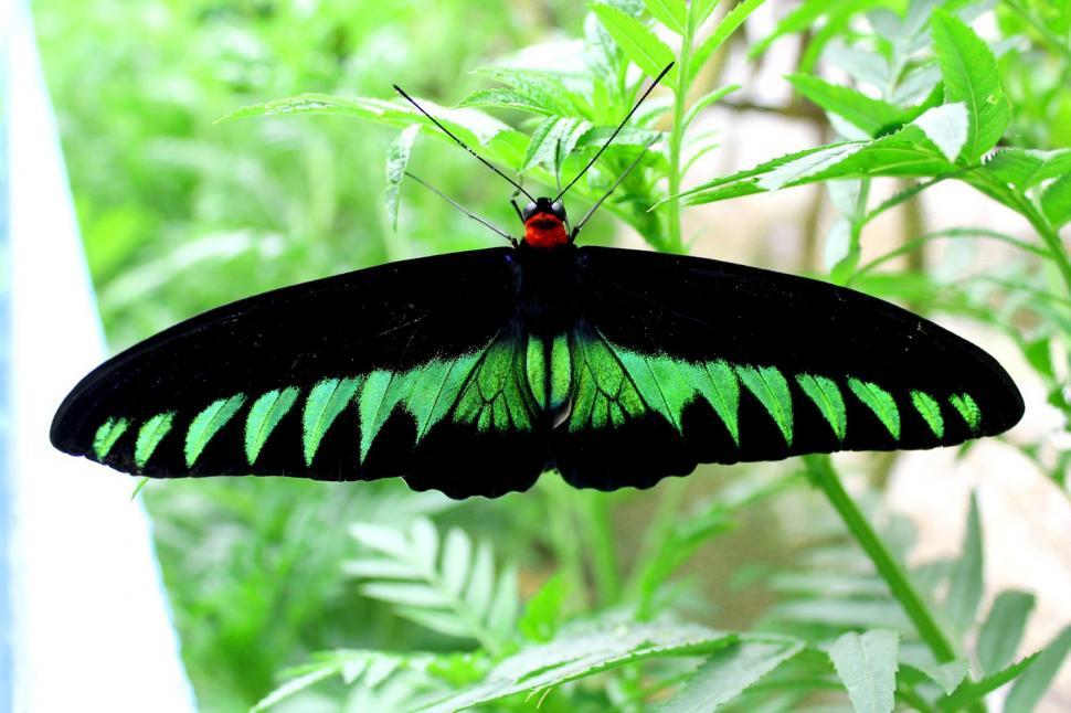 Free Image of BEAUTIFUL BUTTERFLY 