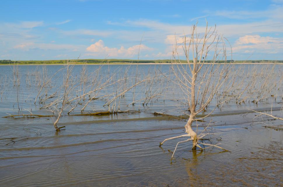Free Image of Lonely Tree by the Lakes Water 