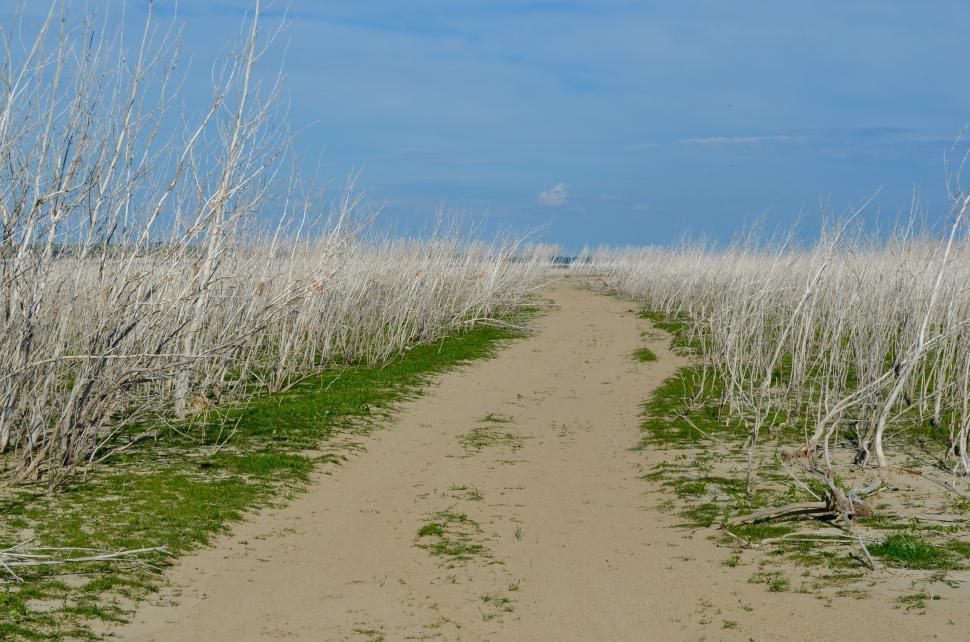 Free Image of Dirt Road Cutting Through Field 