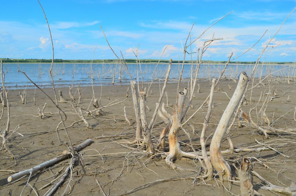 Free Image of Twisted Trees next to the Lake Shore 