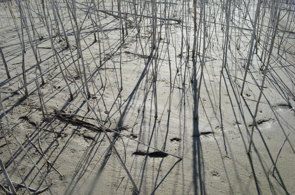 Free Image of Tree Shadows Cast on the White Sand 
