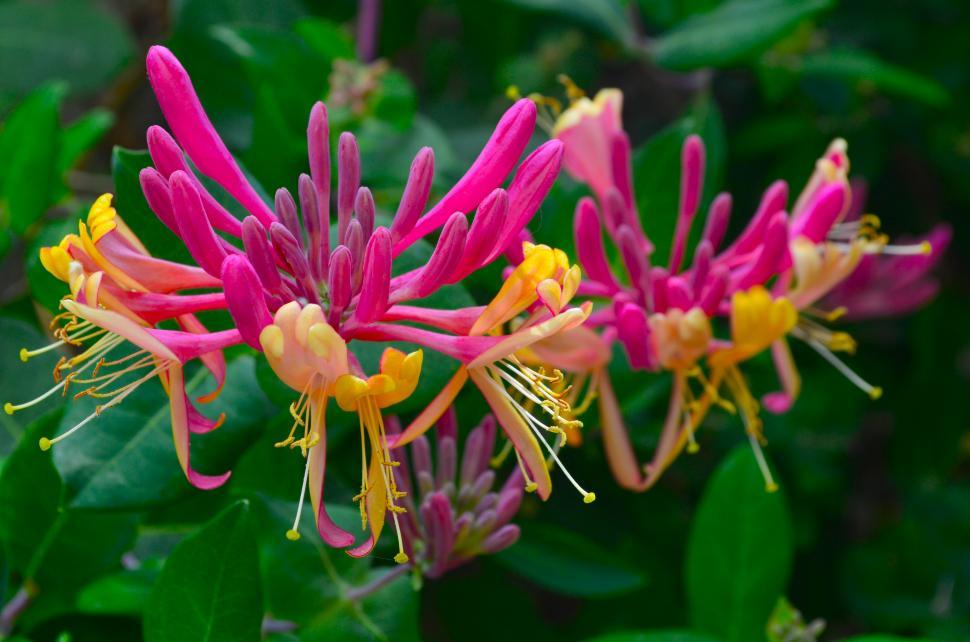 Free Image of Tropical Flower with Purple and Yellow 