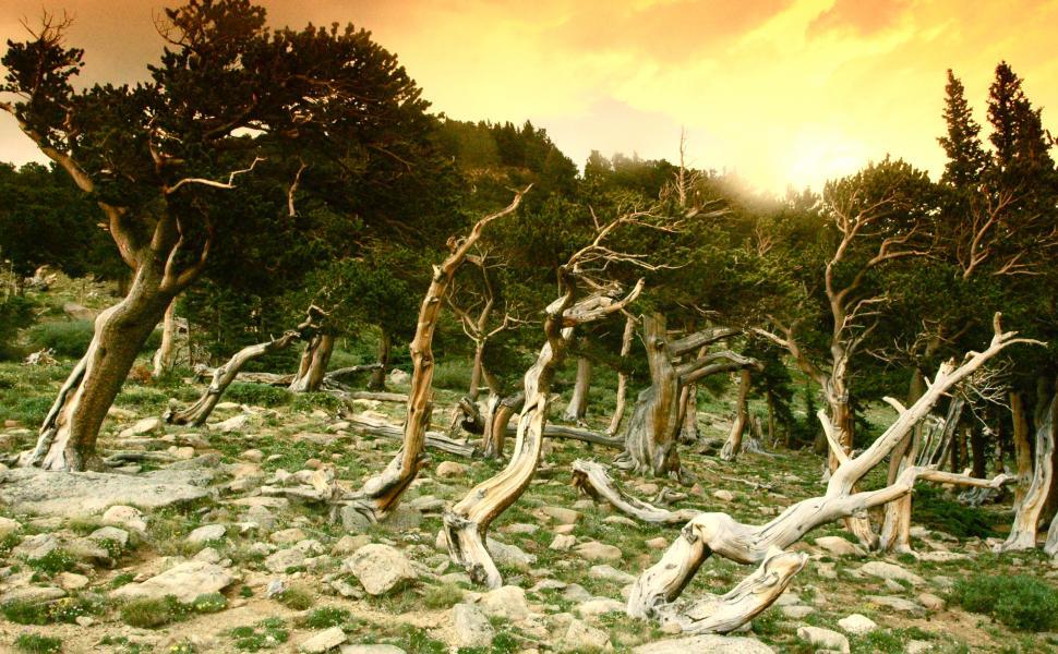 Free Image of Crooked Trees in an Abstract Mountain Landscape 