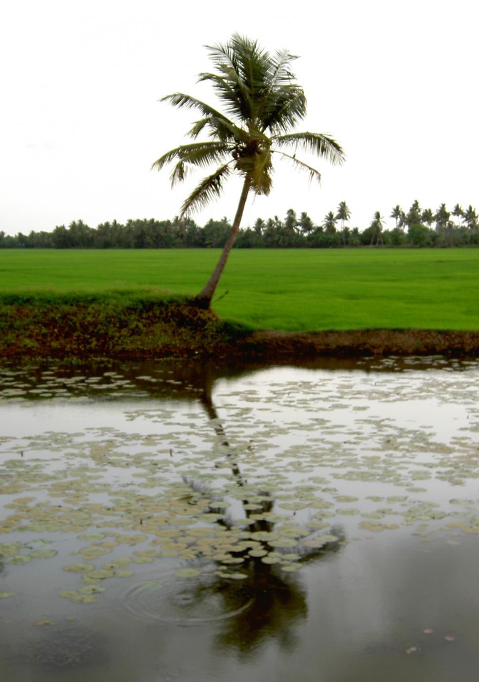 Free Image of Coconut tree 