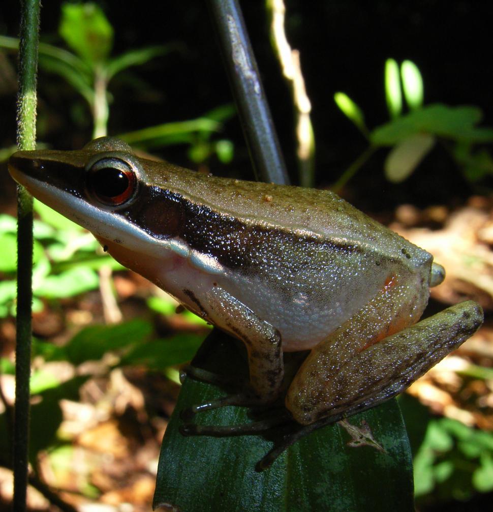 Free Image of Tree frog 