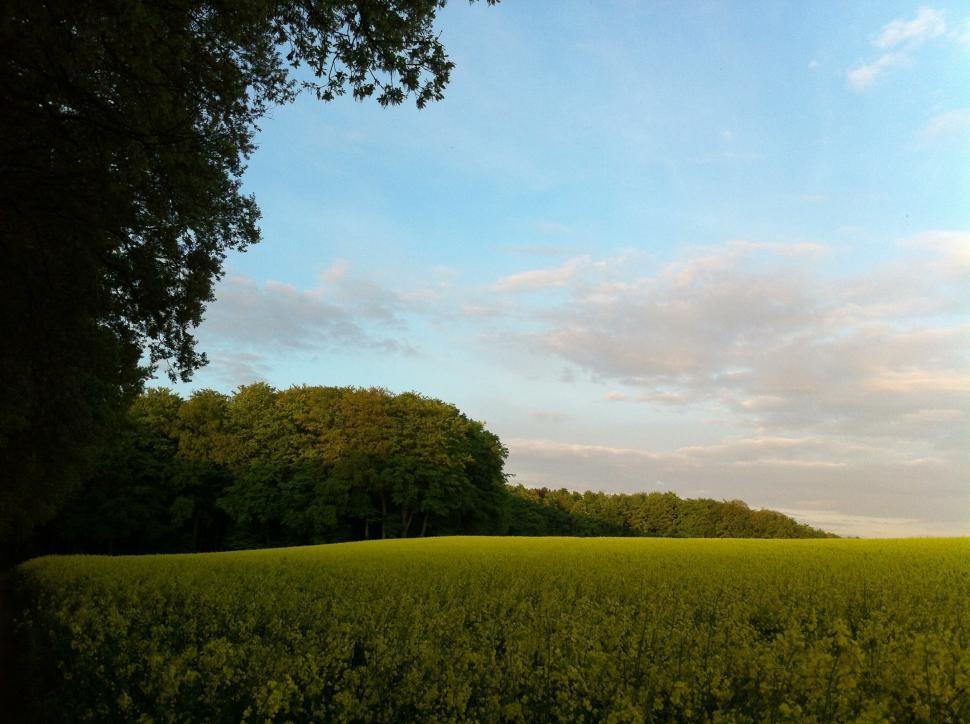 Free Image of Springtime  Sunset on a canola field 