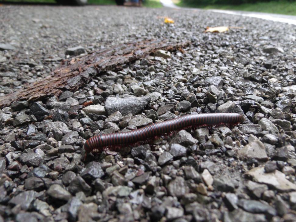 Free Image of Milli The Millipede 