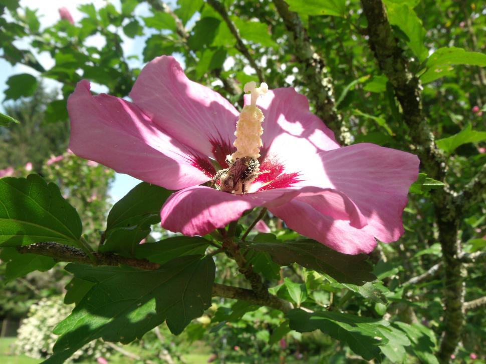 Free Image of Busy As A Bee 