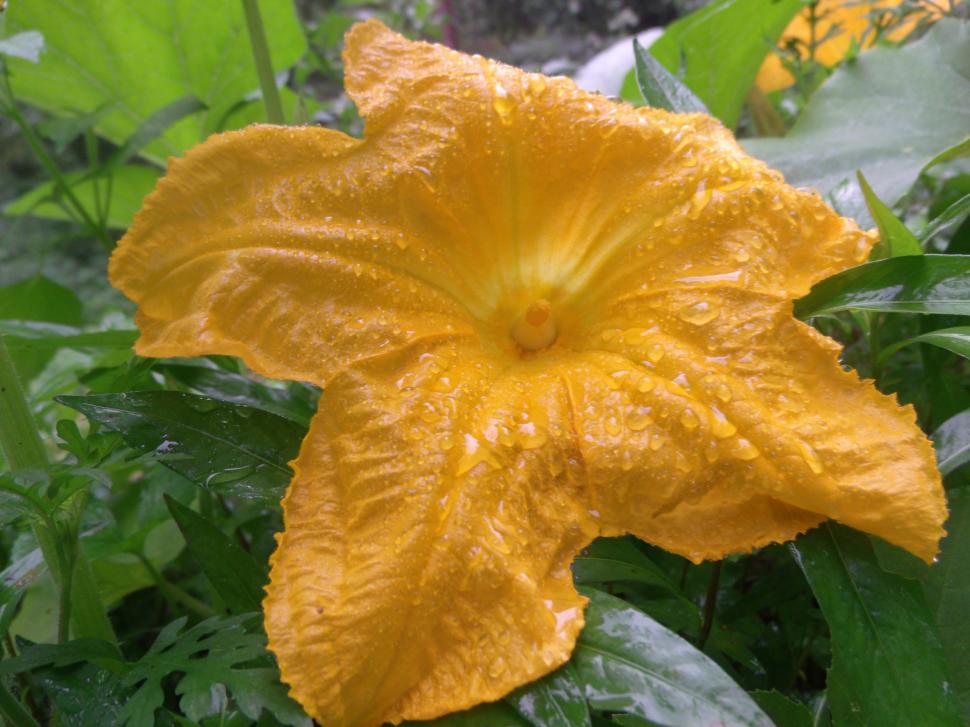 Free Image of Future Pumpkin 