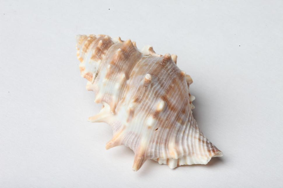 Free Image of Seashells 