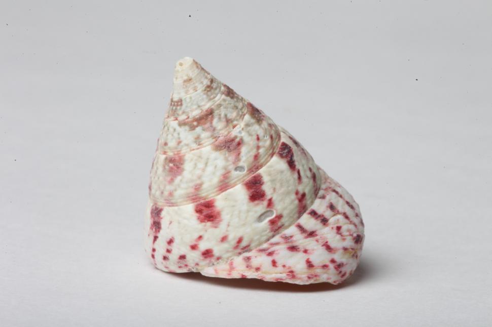 Free Image of Seashell 