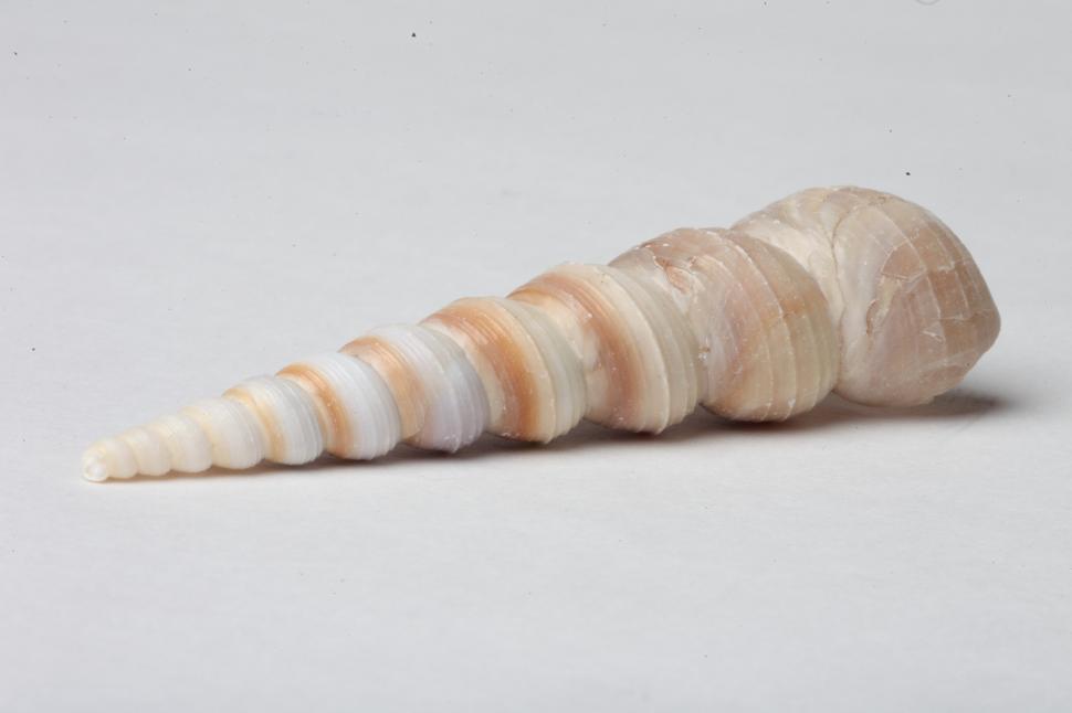 Free Image of Seashell 