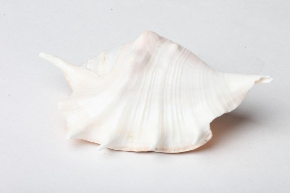 Free Image of Seashell 