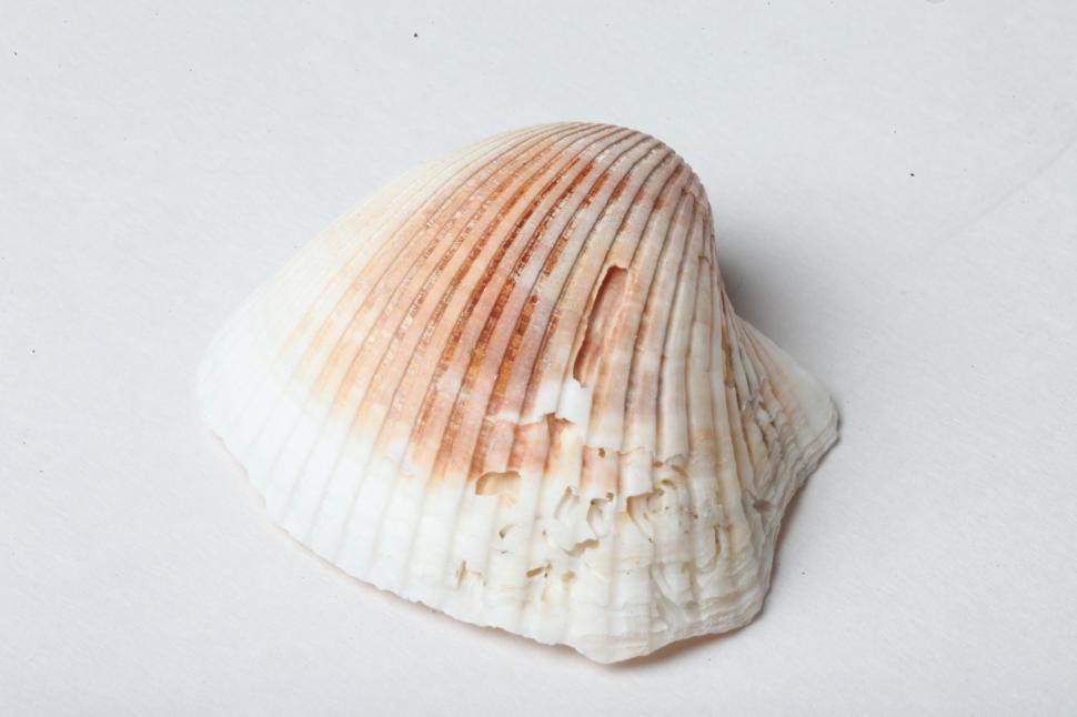 Free Image of Seashell 