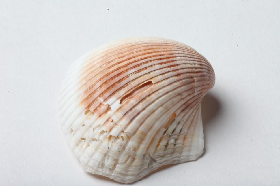 Free Image of Seashell 