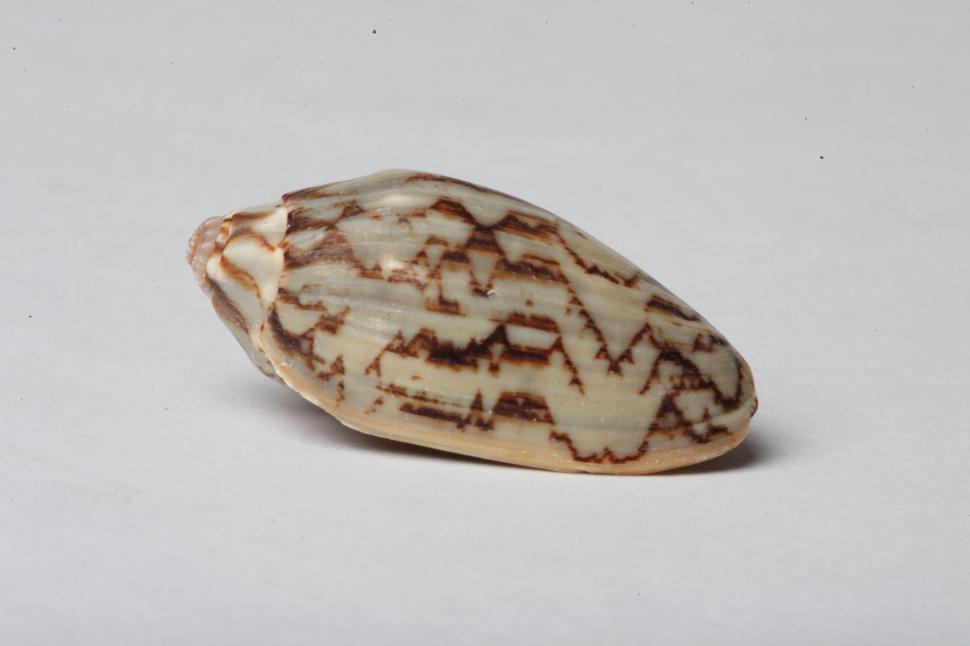 Free Image of Seashell 