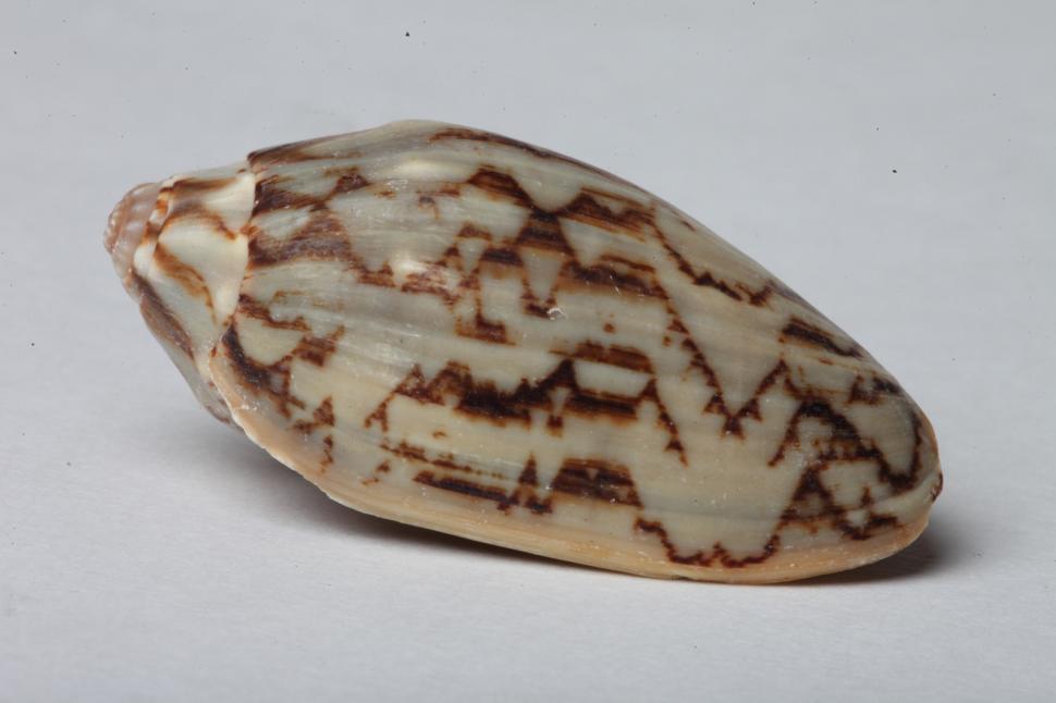 Free Image of Seashell 