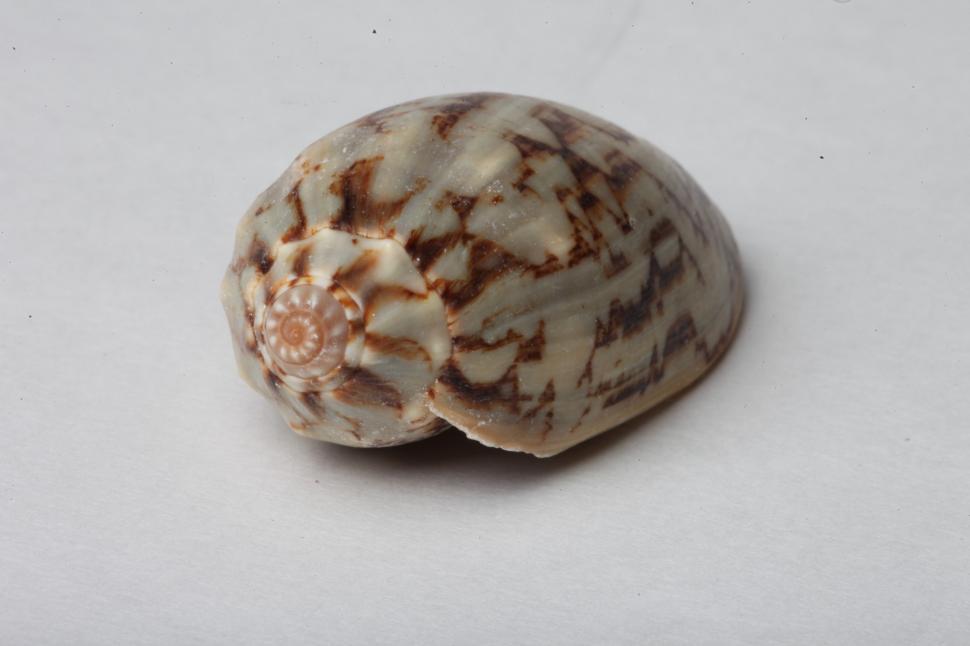 Free Image of Seashell 