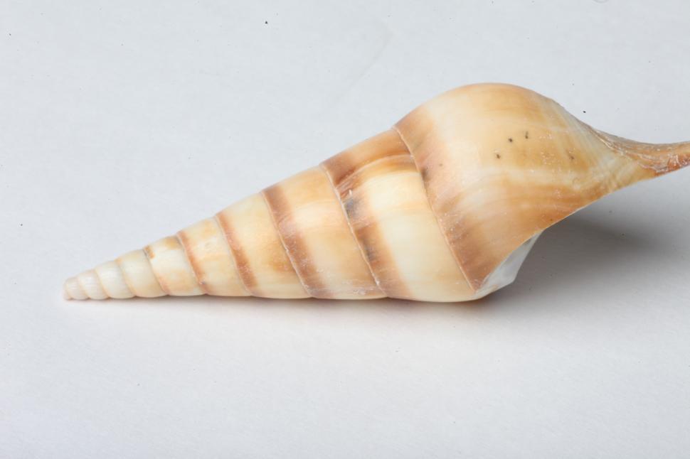 Free Image of Seashell 