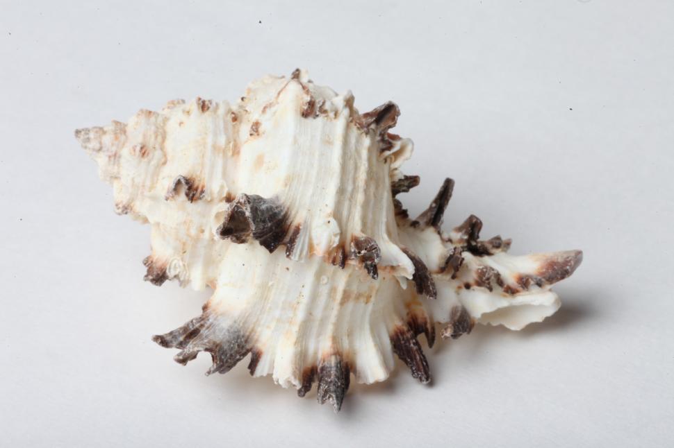 Free Image of Seashell 