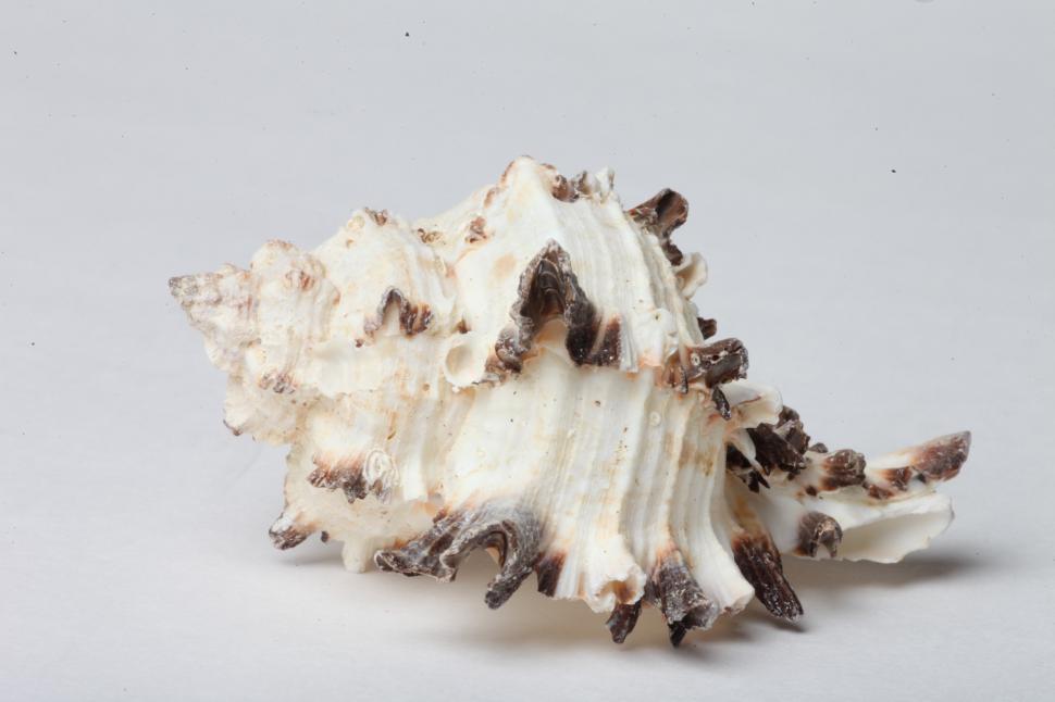 Free Image of Seashell 