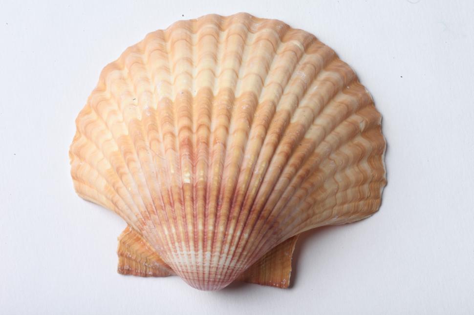 Free Image of Seashell 