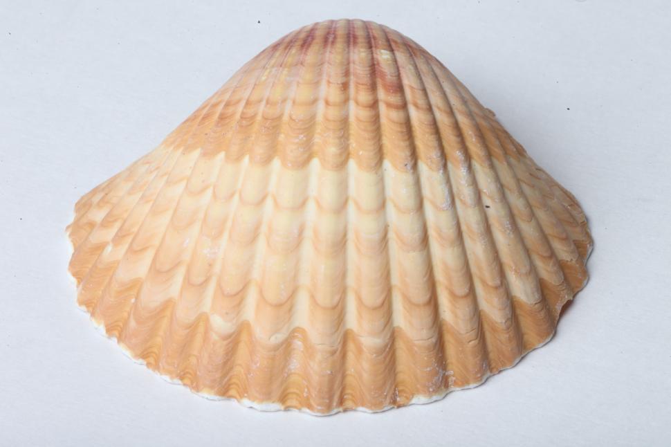 Free Image of Seashell 