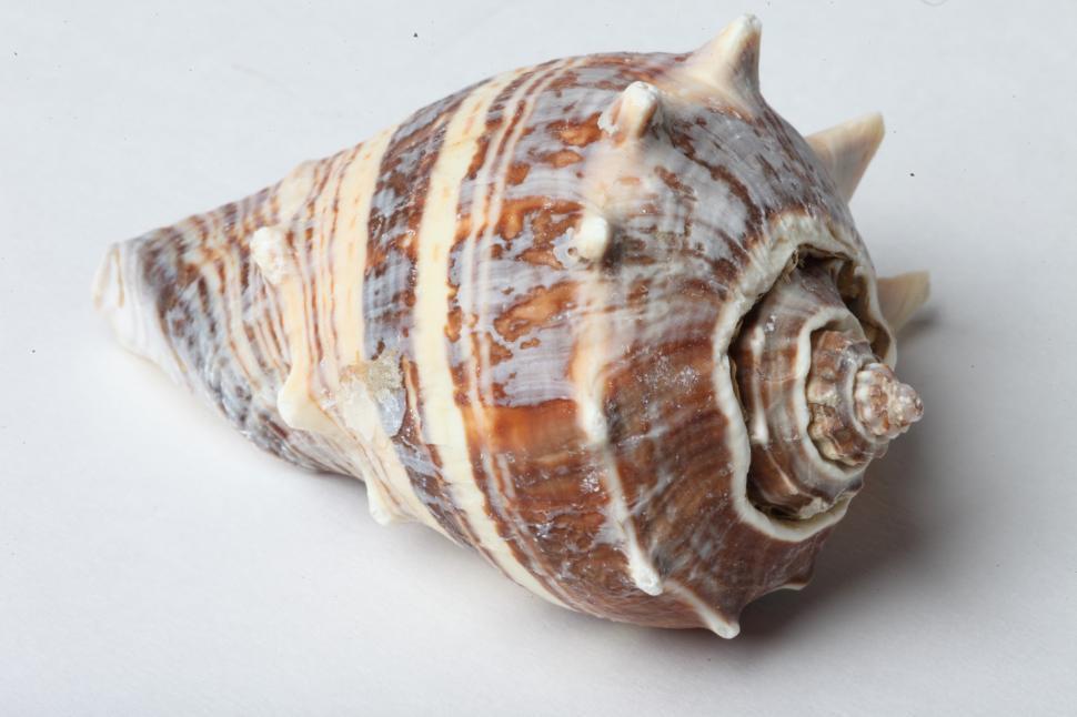 Free Image of Seashell 