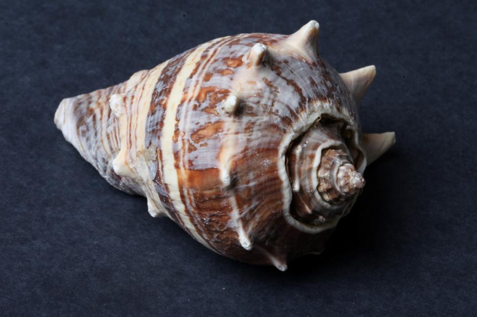Free Image of Seashell 