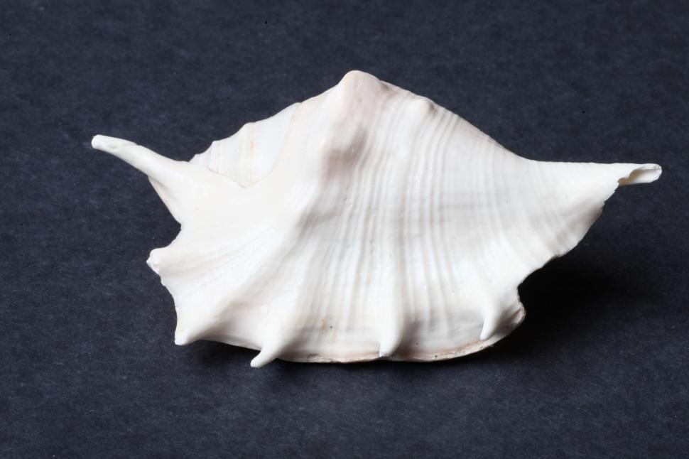 Free Image of Seashell 