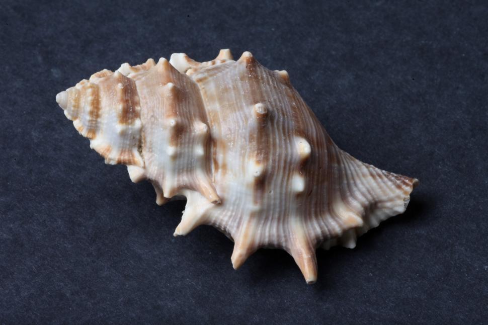 Free Image of Seashell 