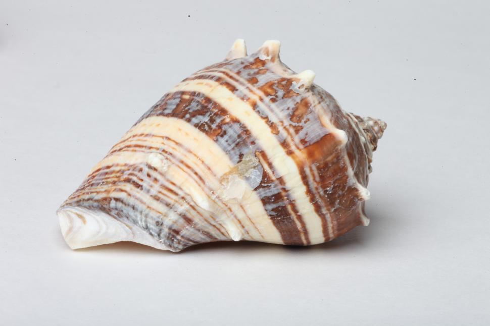 Free Image of Seashell 