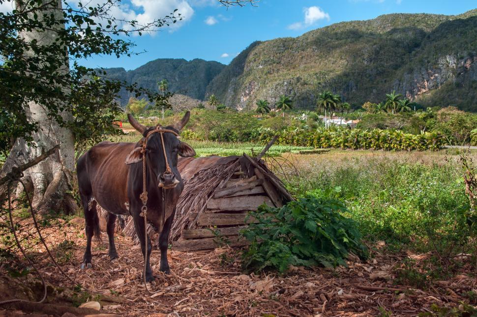 Free Image of Lifestock in Cuba 