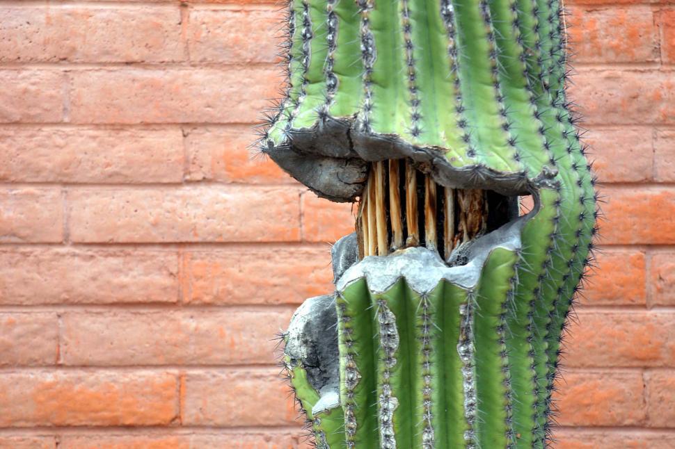 Free Image of Damaged saguaro cactus 
