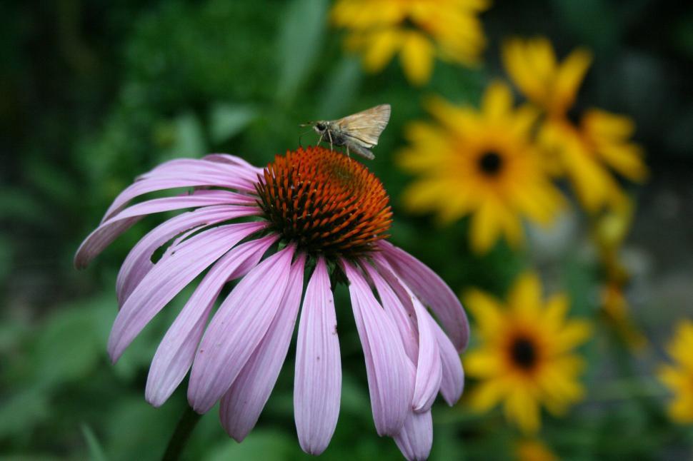 Free Image of Inset feeding on Purple Coneflower 