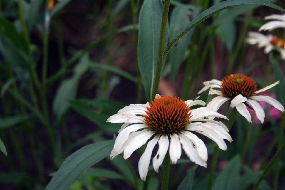 Free Image of White Coneflowers 