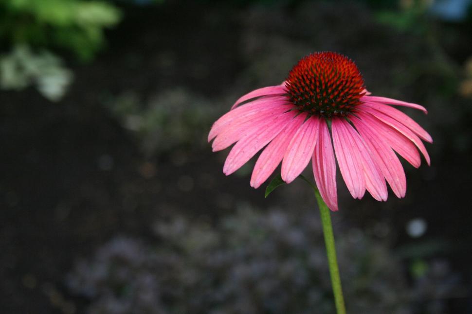 Free Image of Eastern purple coneflower in bloom 