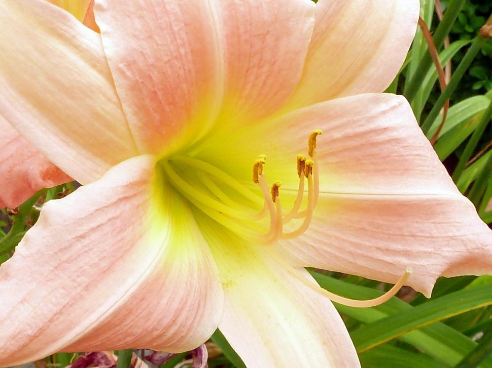 Free Image of Pink daylily closeup 