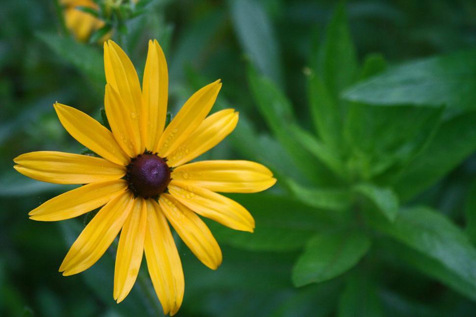 Free Image of Black-Eyed Susan Close Up 