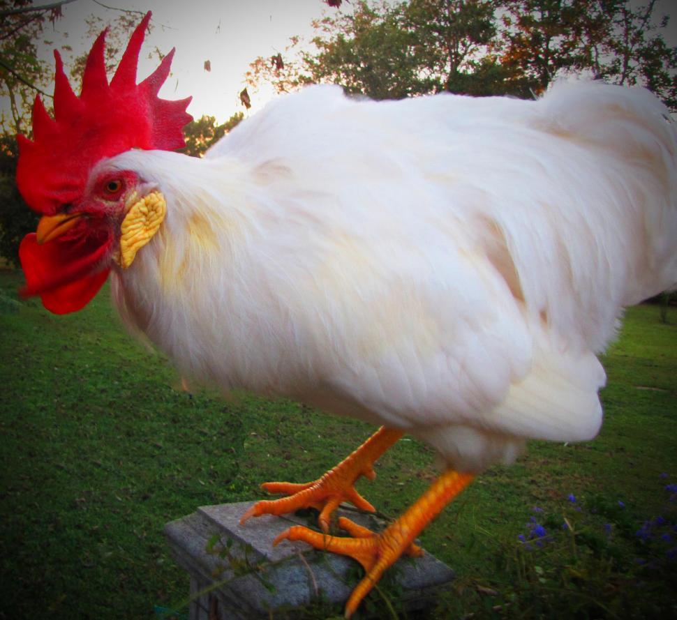 Free Image of White Rooster 