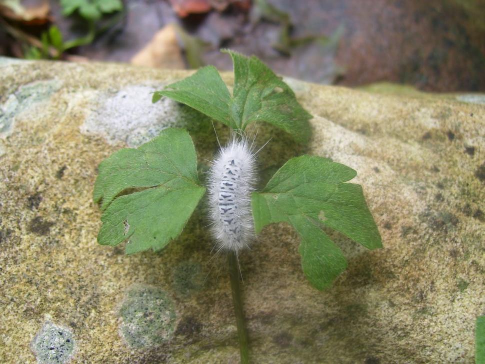 Free Image of Hickory Tussock Moth 
