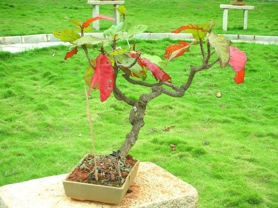 Free Image of Bonsai Plant 