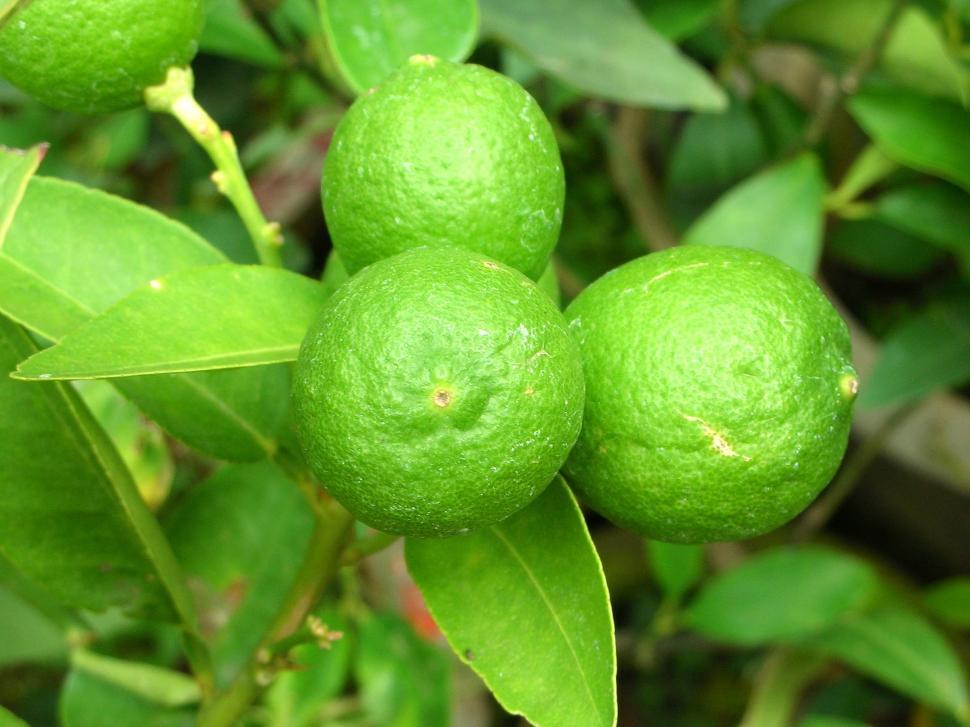 Free Image of Lemons 