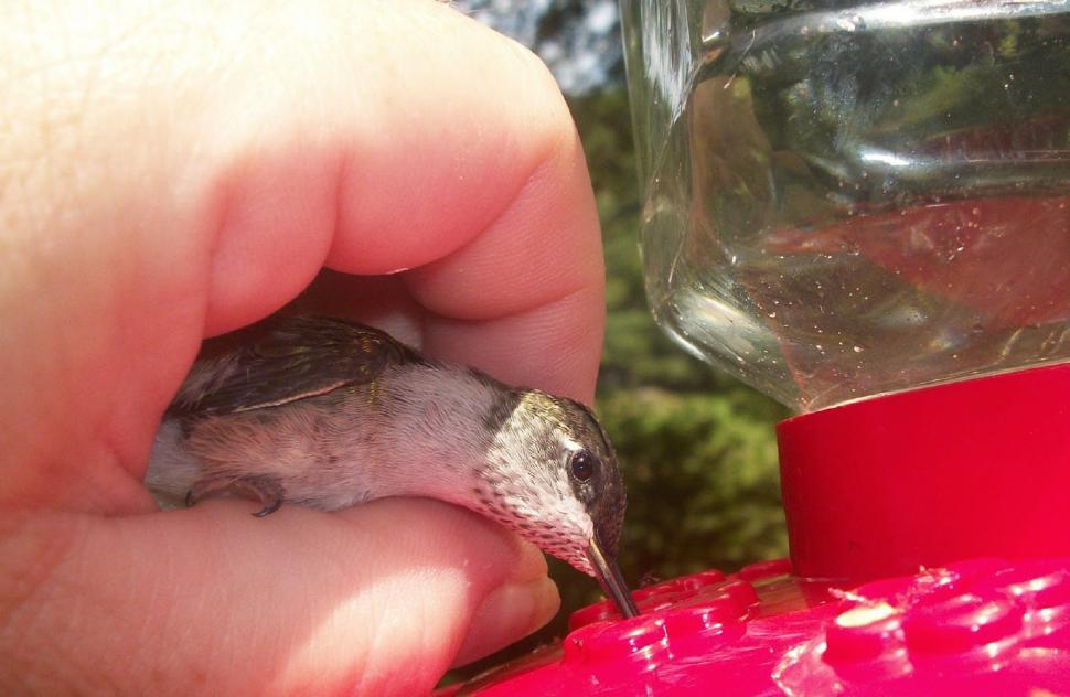 Free Image of Hummingbird Friend 