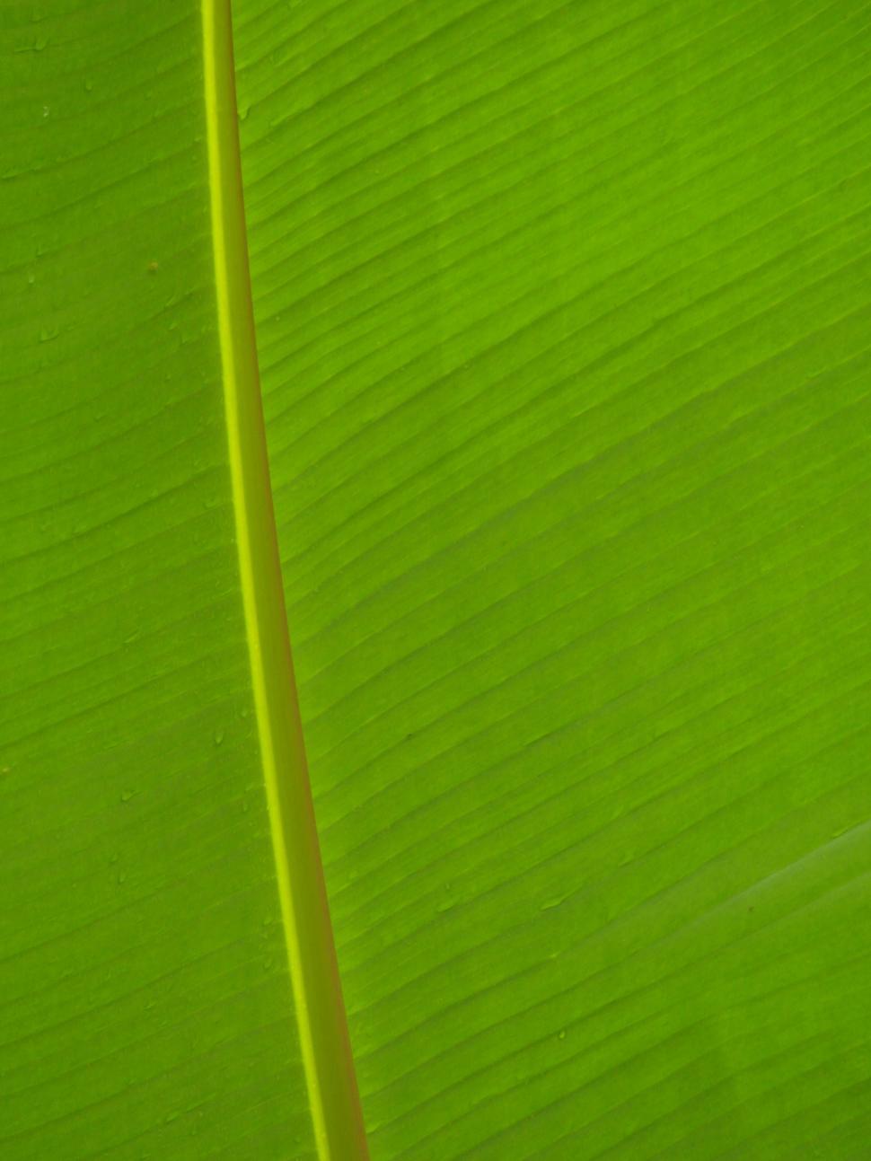 Free Image of Banana Leaf Background 