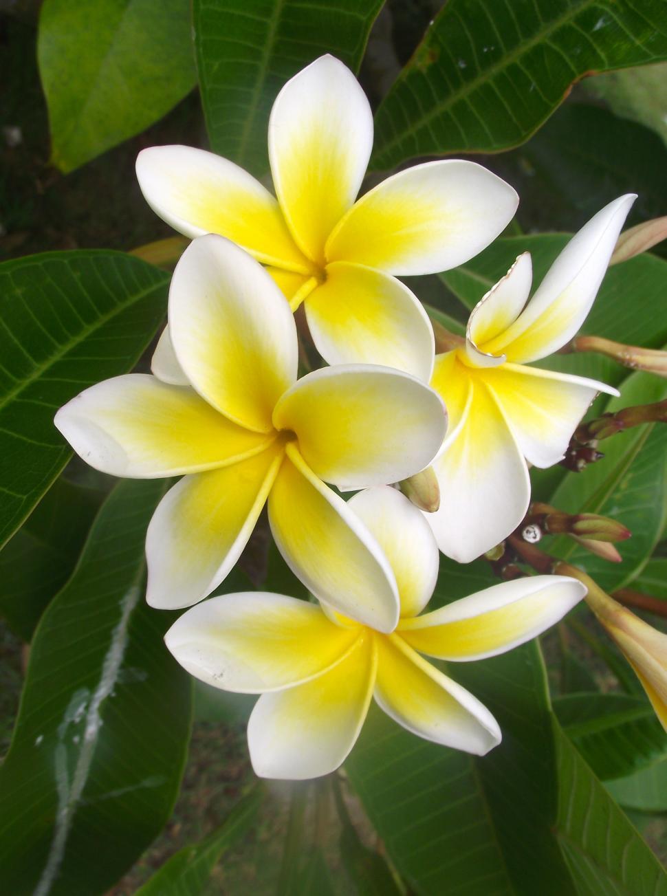 Free Image of Frangipanis 