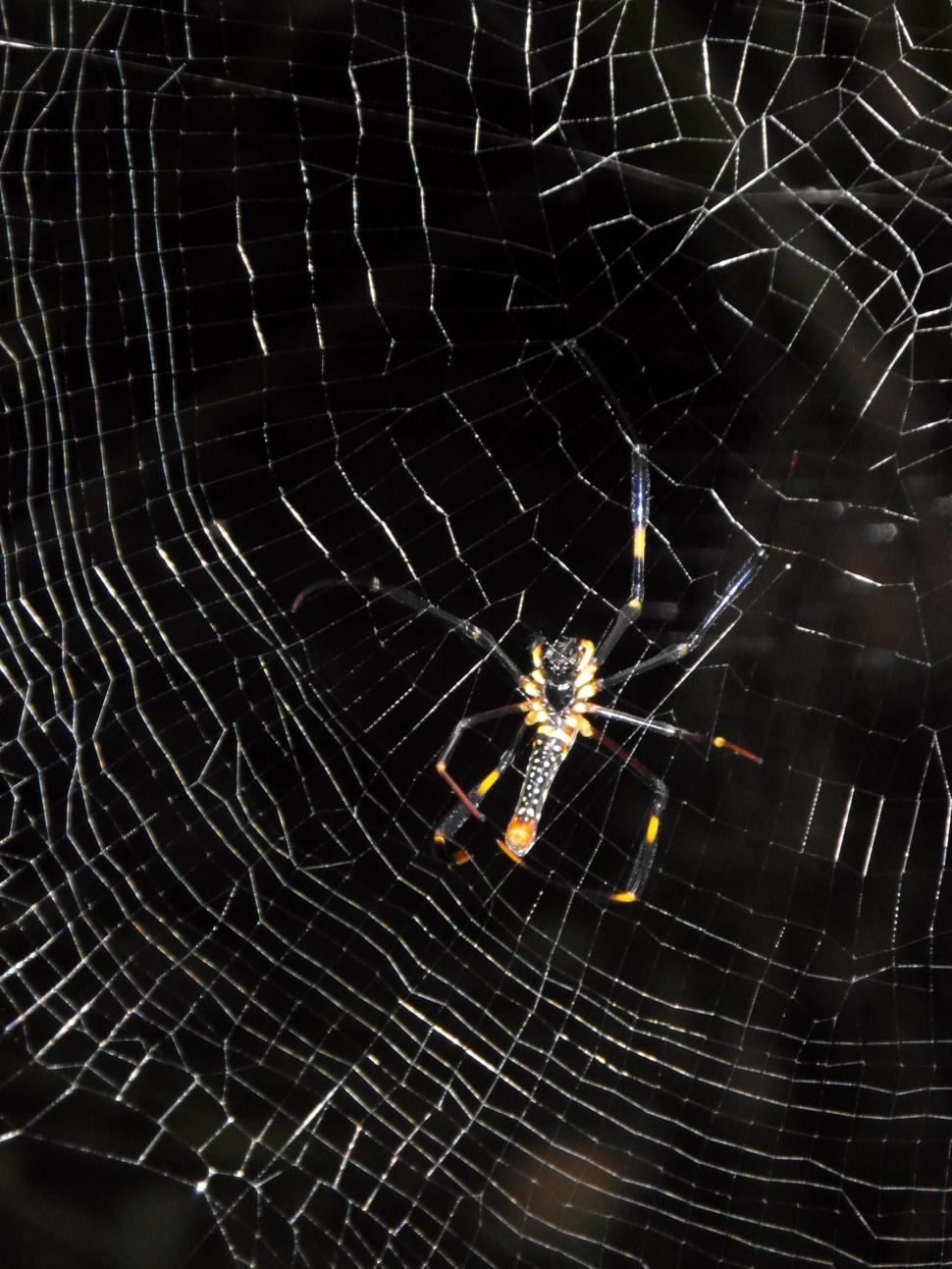 Free Image of Spider 